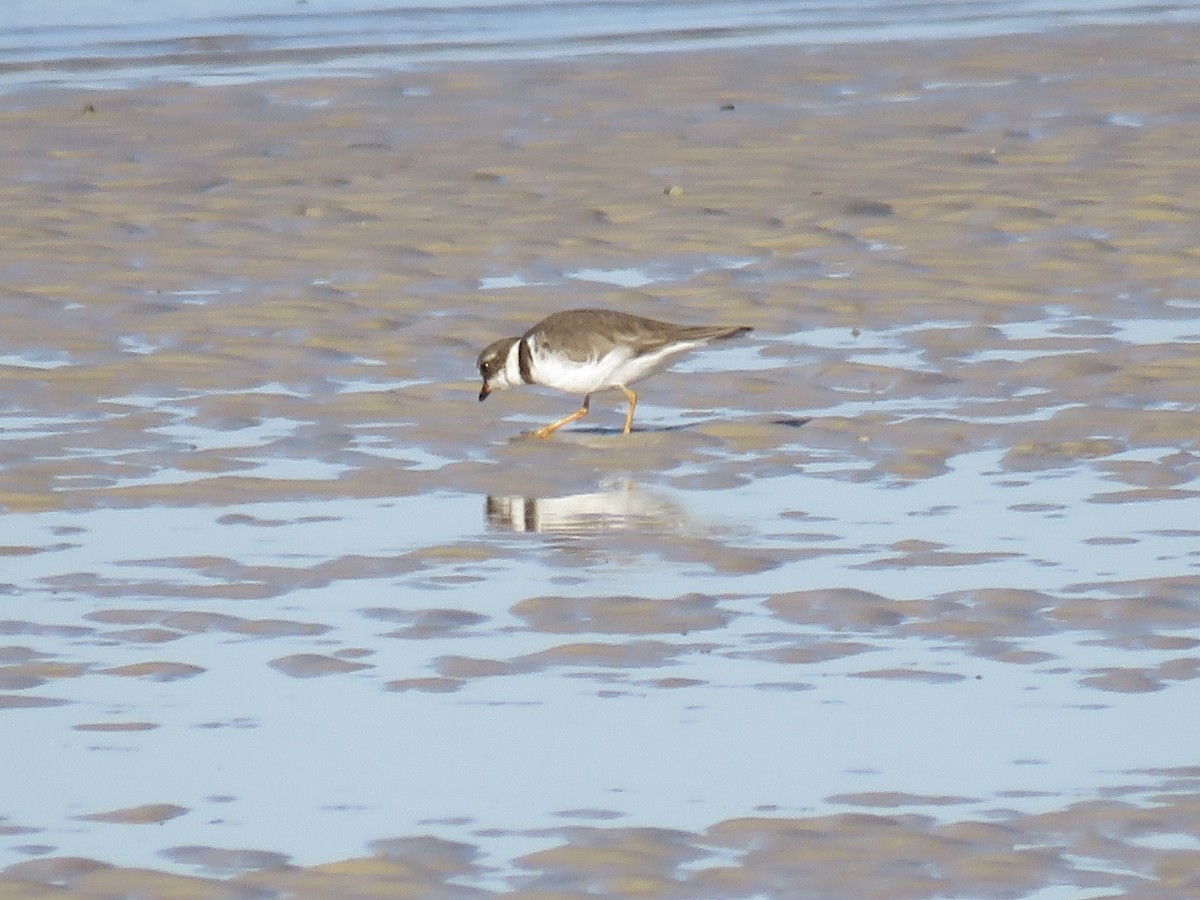 Semipalmated Plover - ML644646697