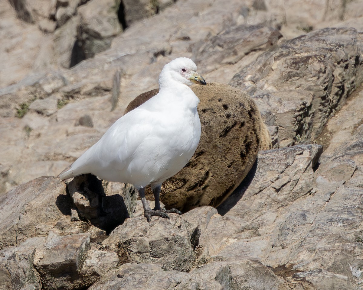 Snowy Sheathbill - ML644646702