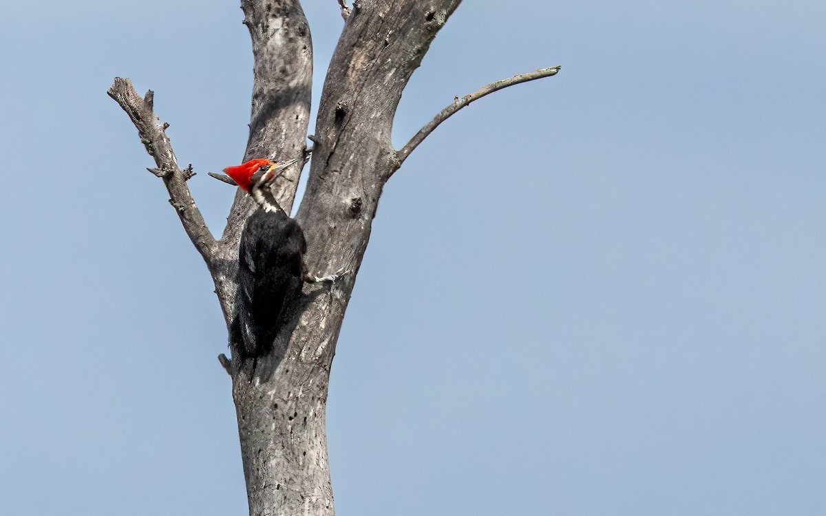 Black-bodied Woodpecker - ML644646703