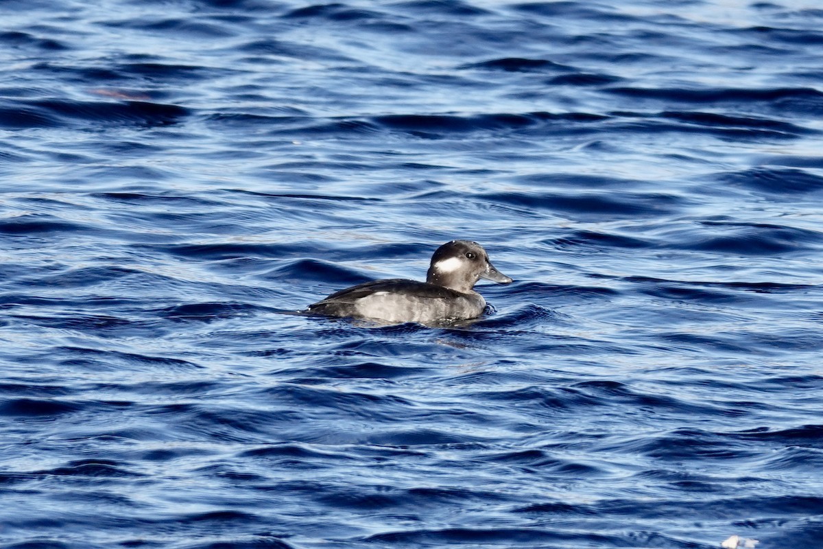 hohol bělavý - ML644646706