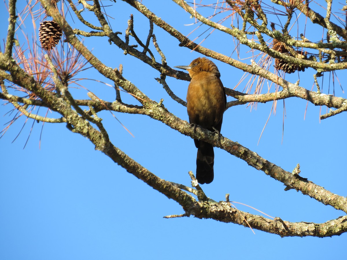 Гракл прибережний - ML644646732