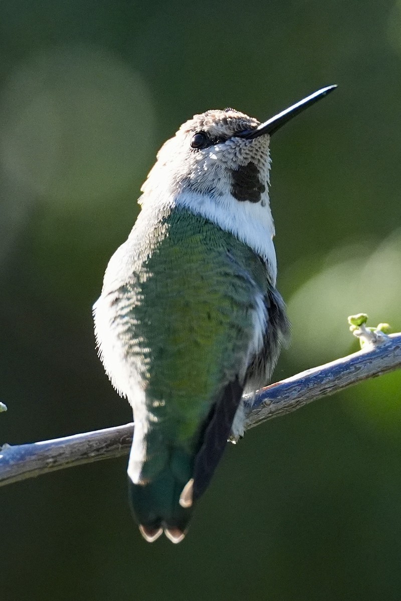 Costa's Hummingbird - ML644646733