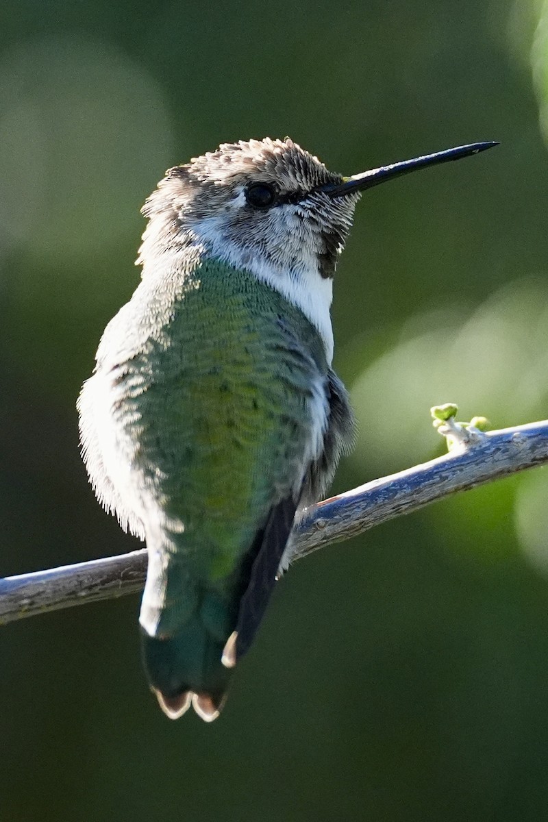 Costa's Hummingbird - ML644646734