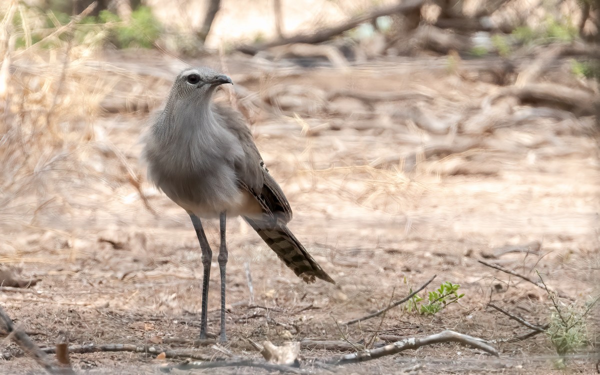 Chuña Patinegra - ML644646739