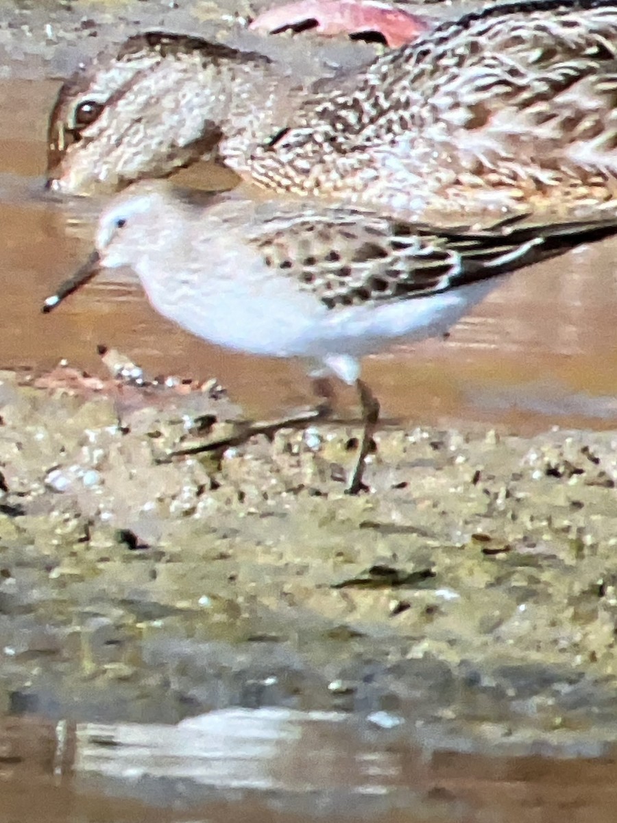 White-rumped Sandpiper - ML644646745