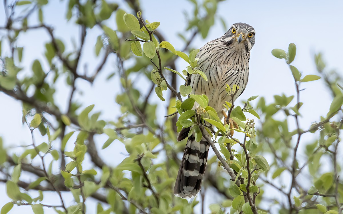 Spot-winged Falconet - ML644646749