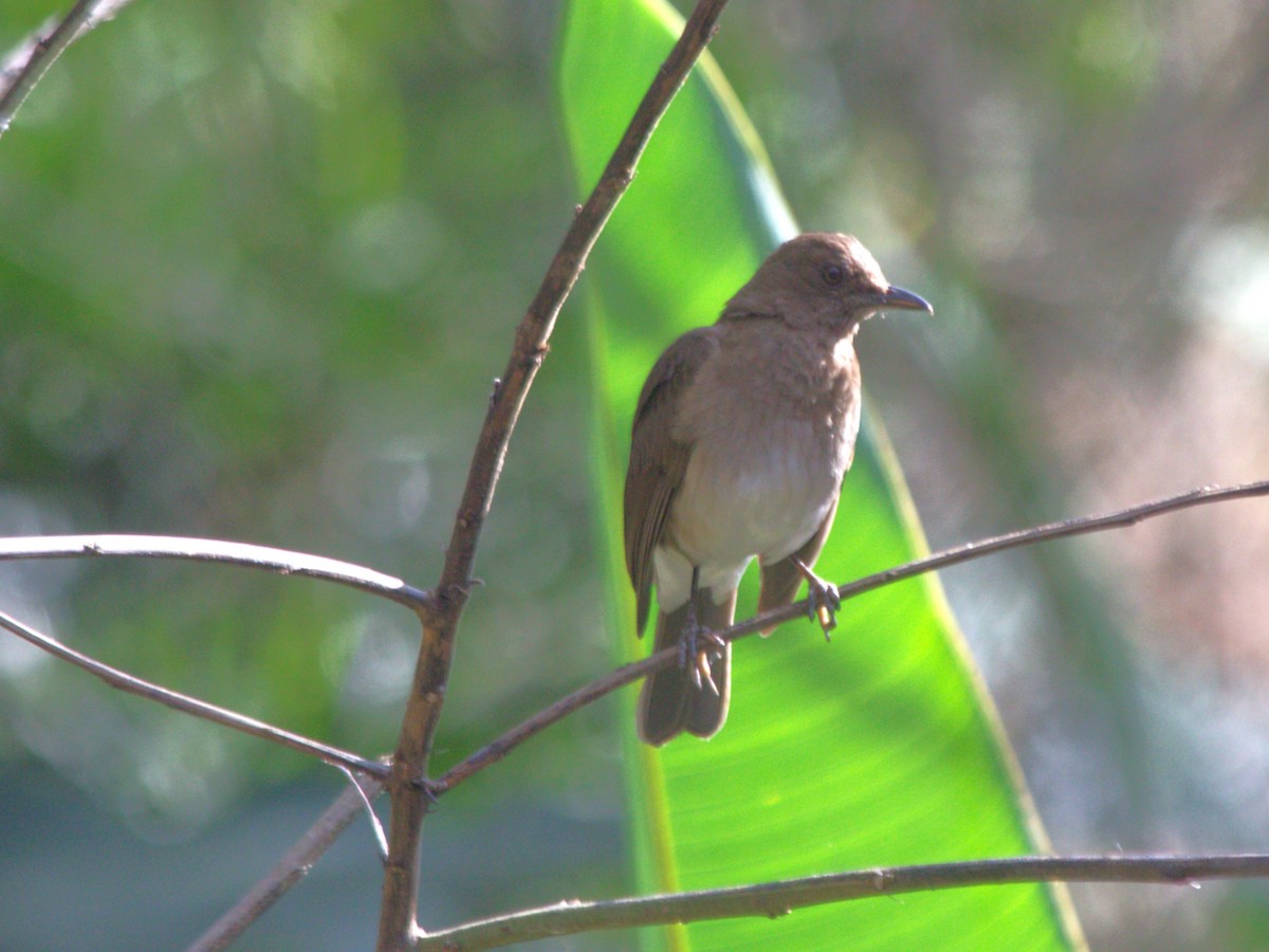 Black-billed Thrush - ML644646752