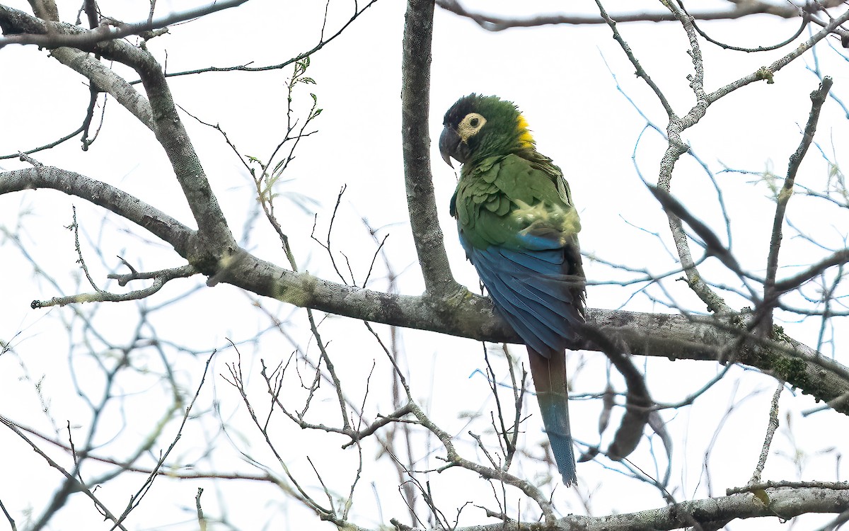 Yellow-collared Macaw - ML644646774