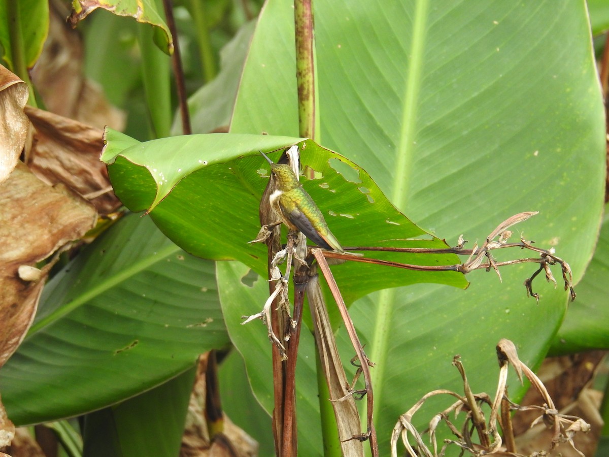 Volcano Hummingbird - ML644646777