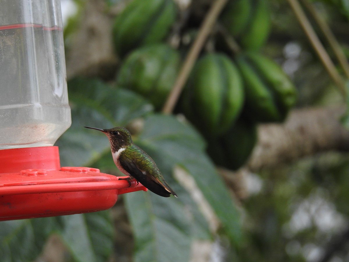 Volcano Hummingbird - ML644646779