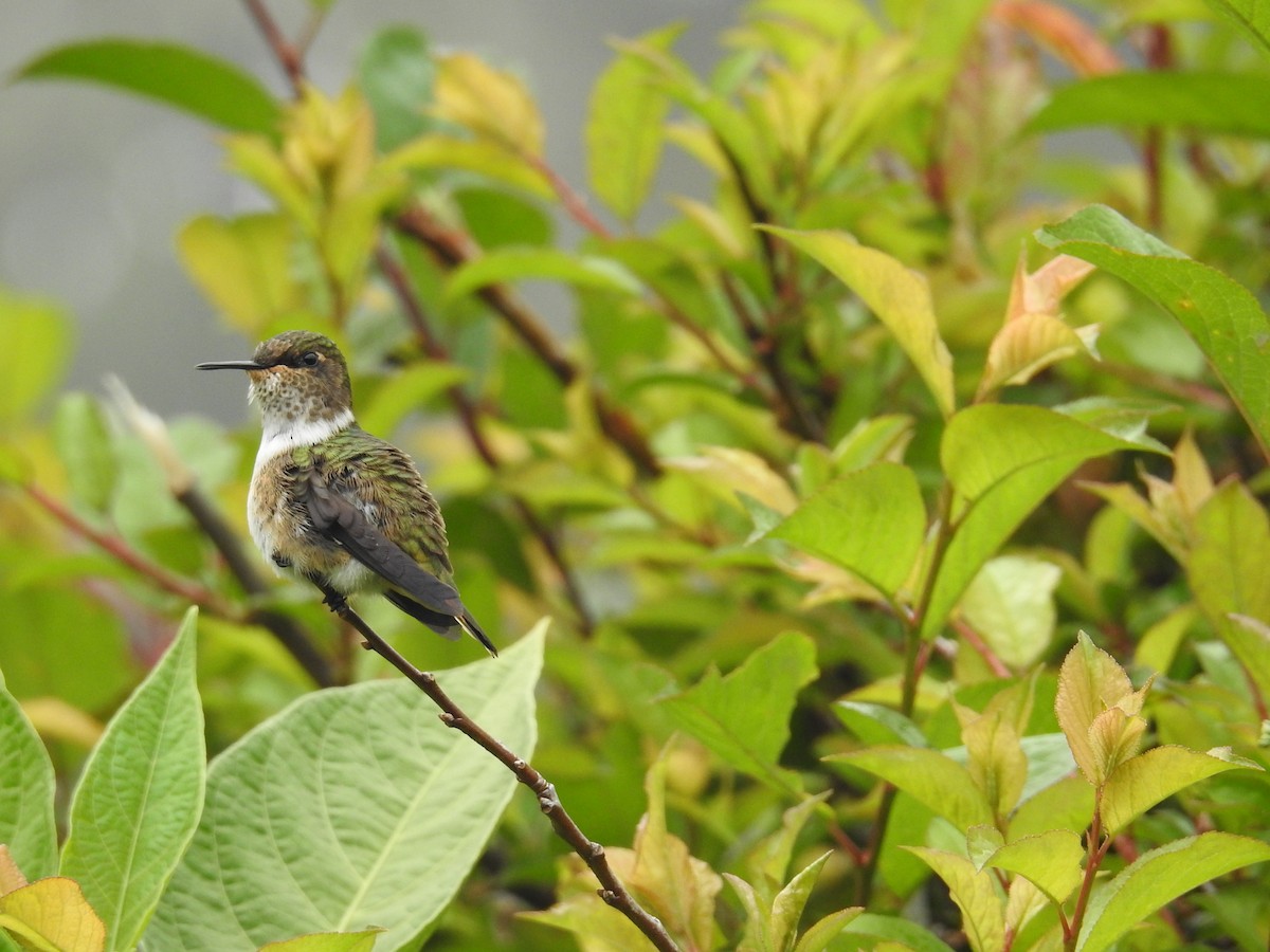 Volcano Hummingbird - ML644646780