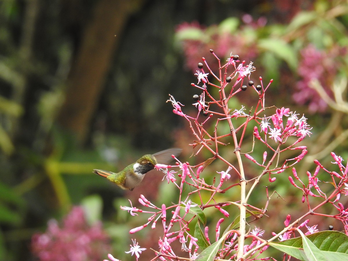 Volcano Hummingbird - ML644646781