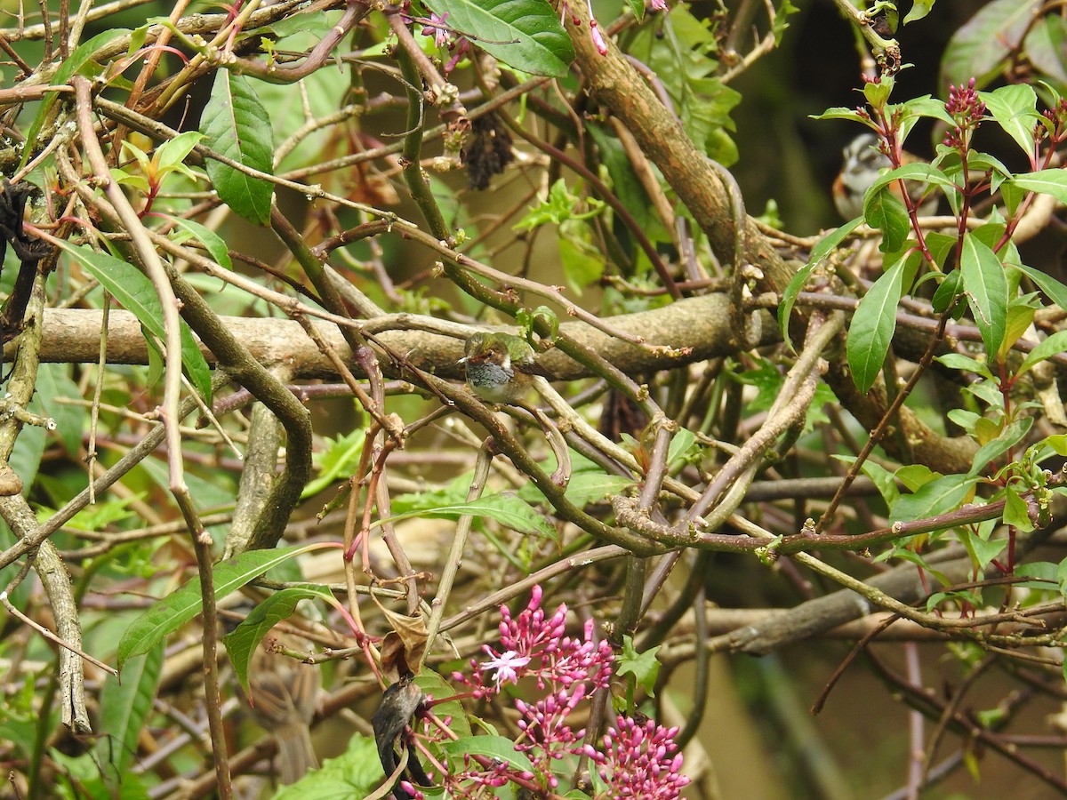 Volcano Hummingbird - ML644646782
