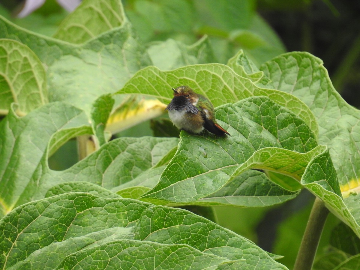 Volcano Hummingbird - ML644646783