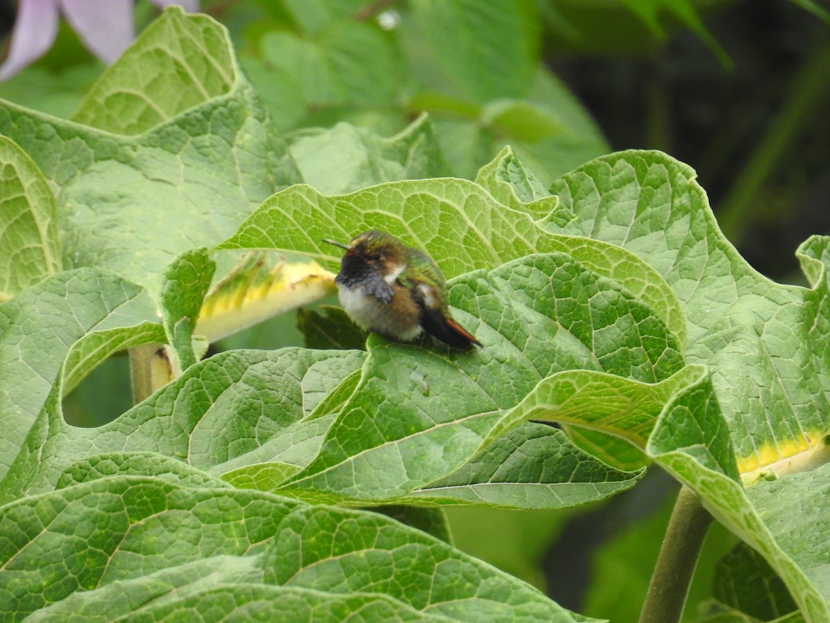 Volcano Hummingbird - ML644646784