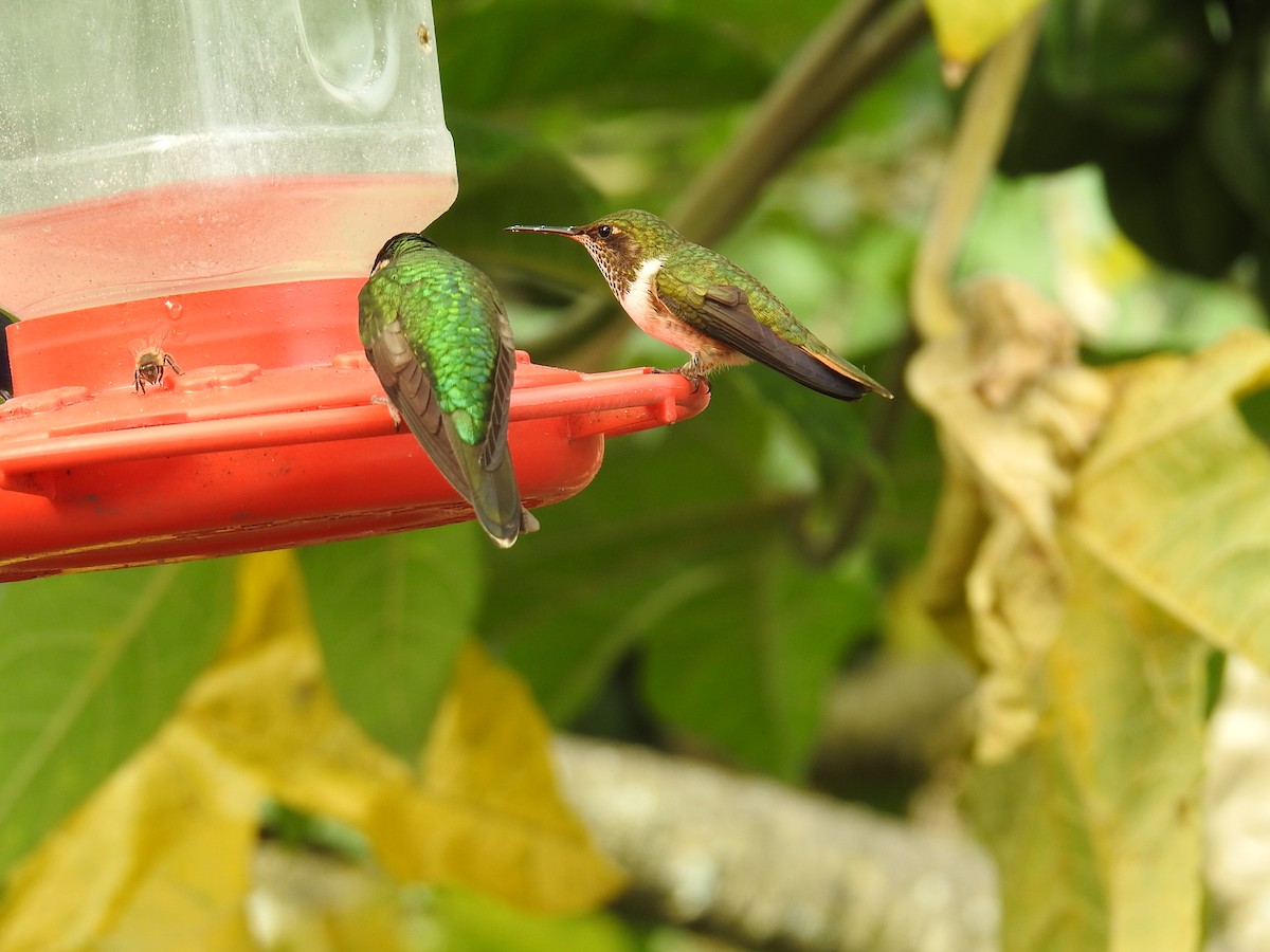 Volcano Hummingbird - ML644646786