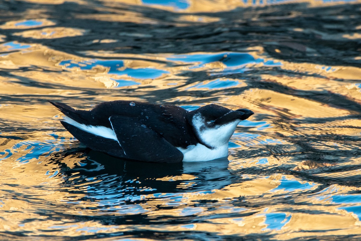 Гагарка - ML644646802