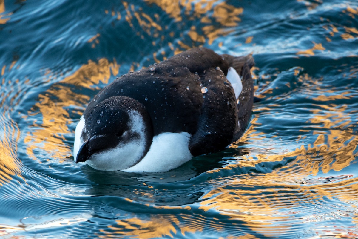 Гагарка - ML644646803