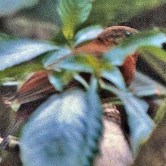 Middle American Leaftosser (Mexican) - ML64464681