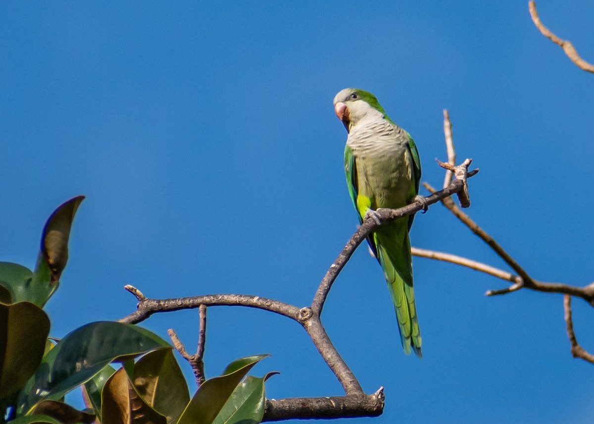 Mönchssittich - ML644646822