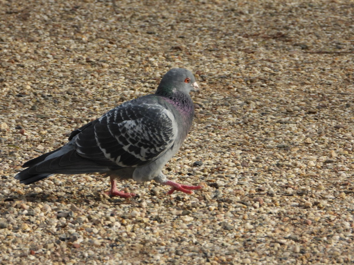 יונת בית - ML644646830