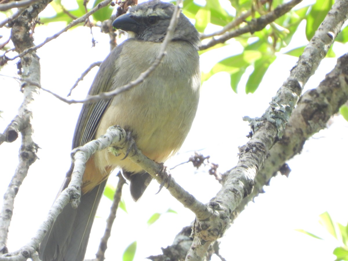 Bluish-gray Saltator - ML644646834