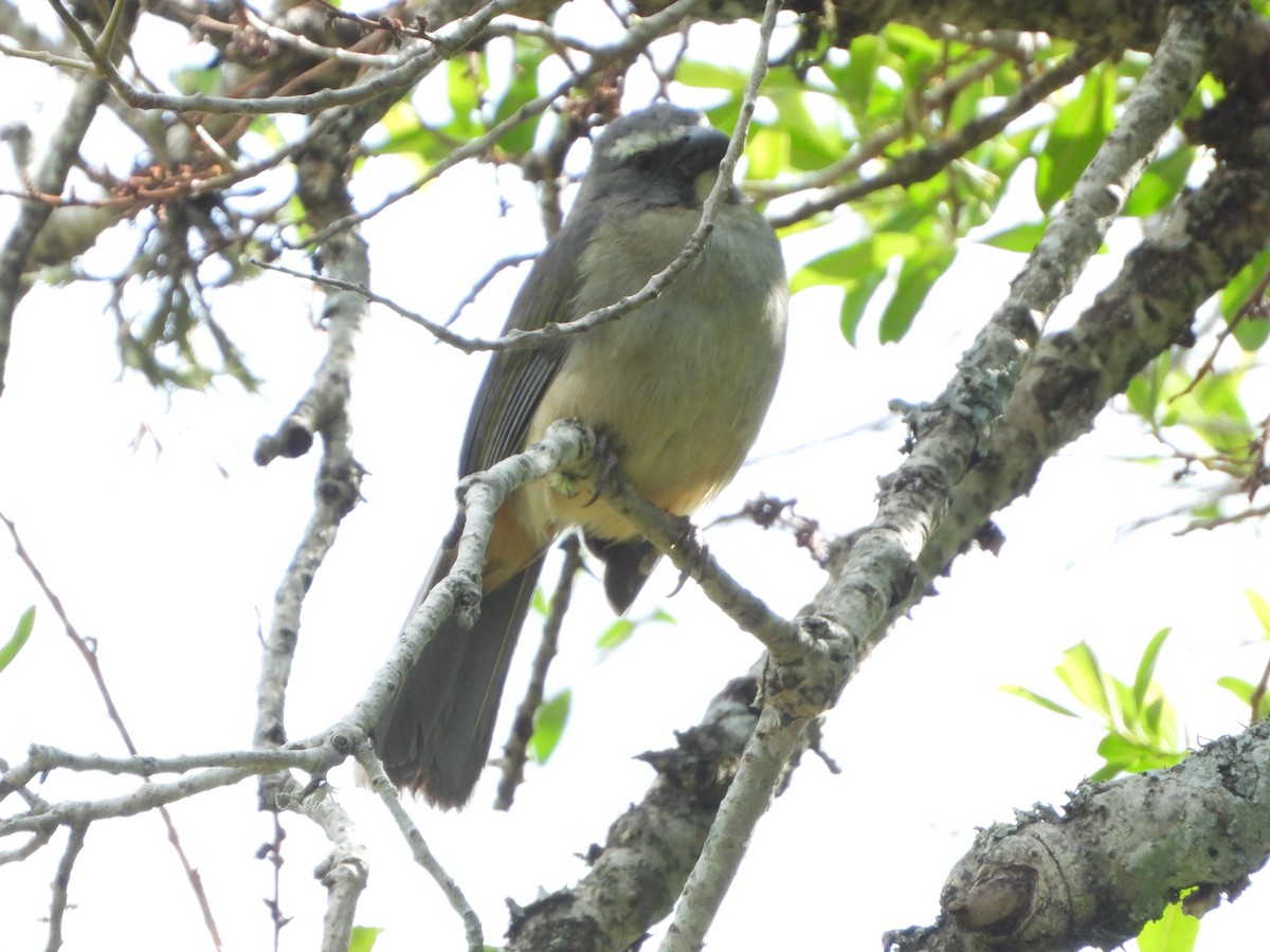 Bluish-gray Saltator - ML644646835