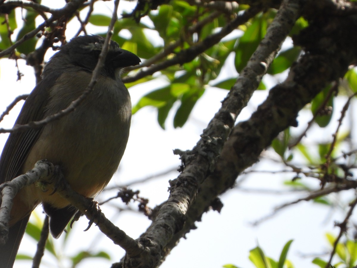 Bluish-gray Saltator - ML644646836