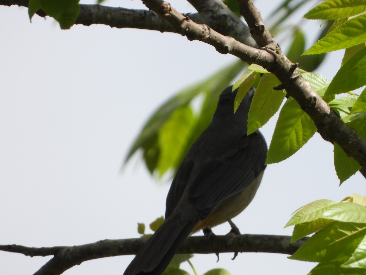 Bluish-gray Saltator - ML644646837