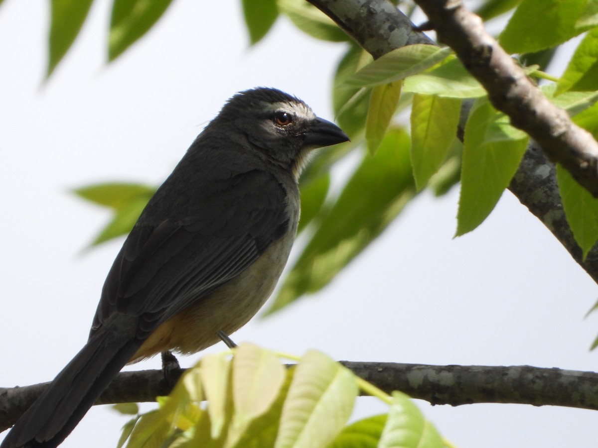 Bluish-gray Saltator - ML644646838