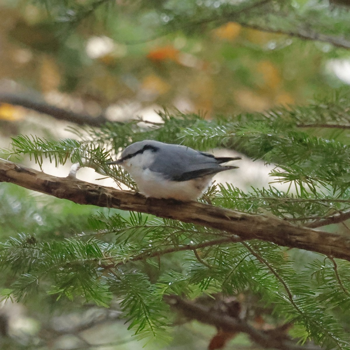 Eurasian Nuthatch - ML644646840