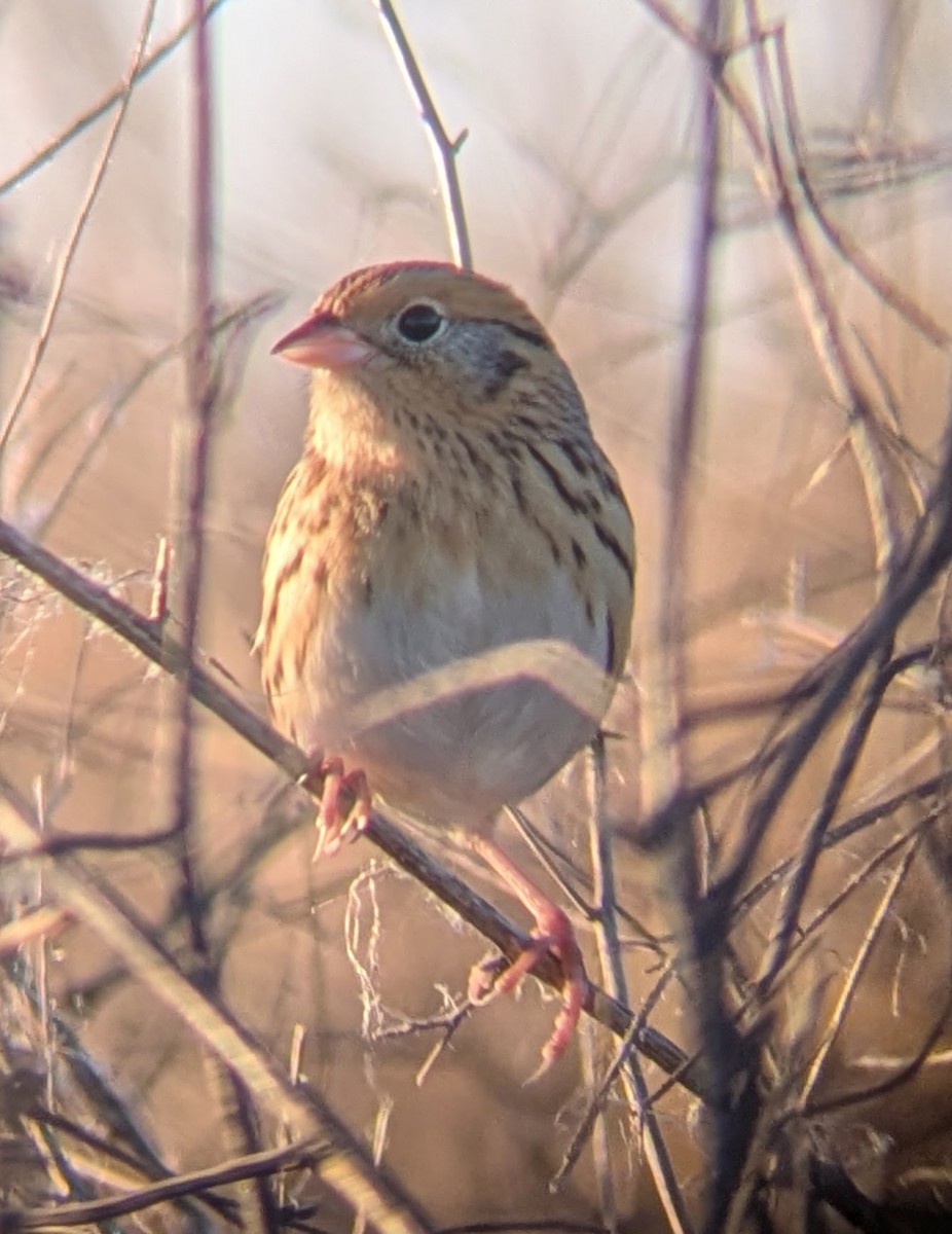 LeConte's Sparrow - ML644646849
