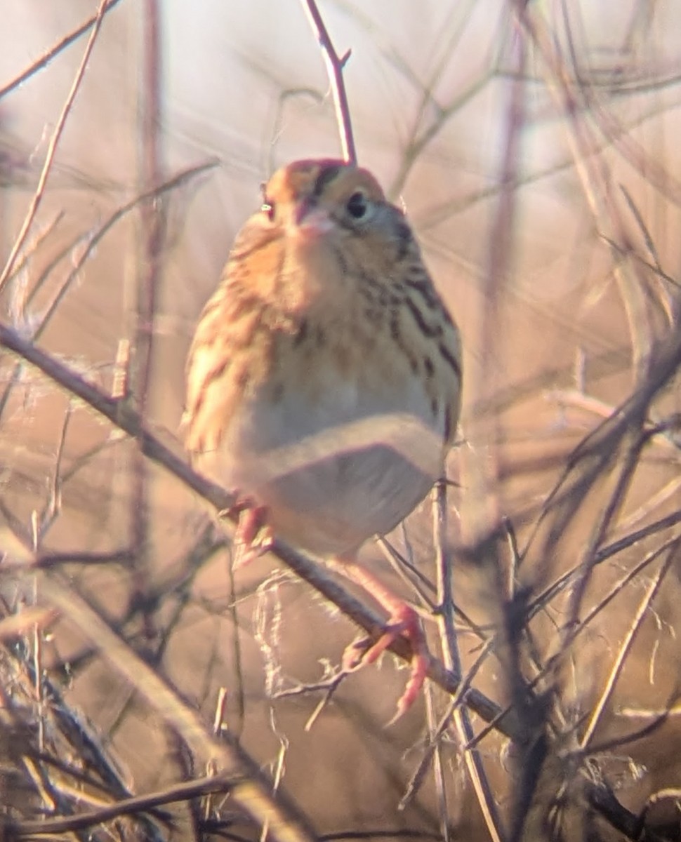 LeConte's Sparrow - ML644646850