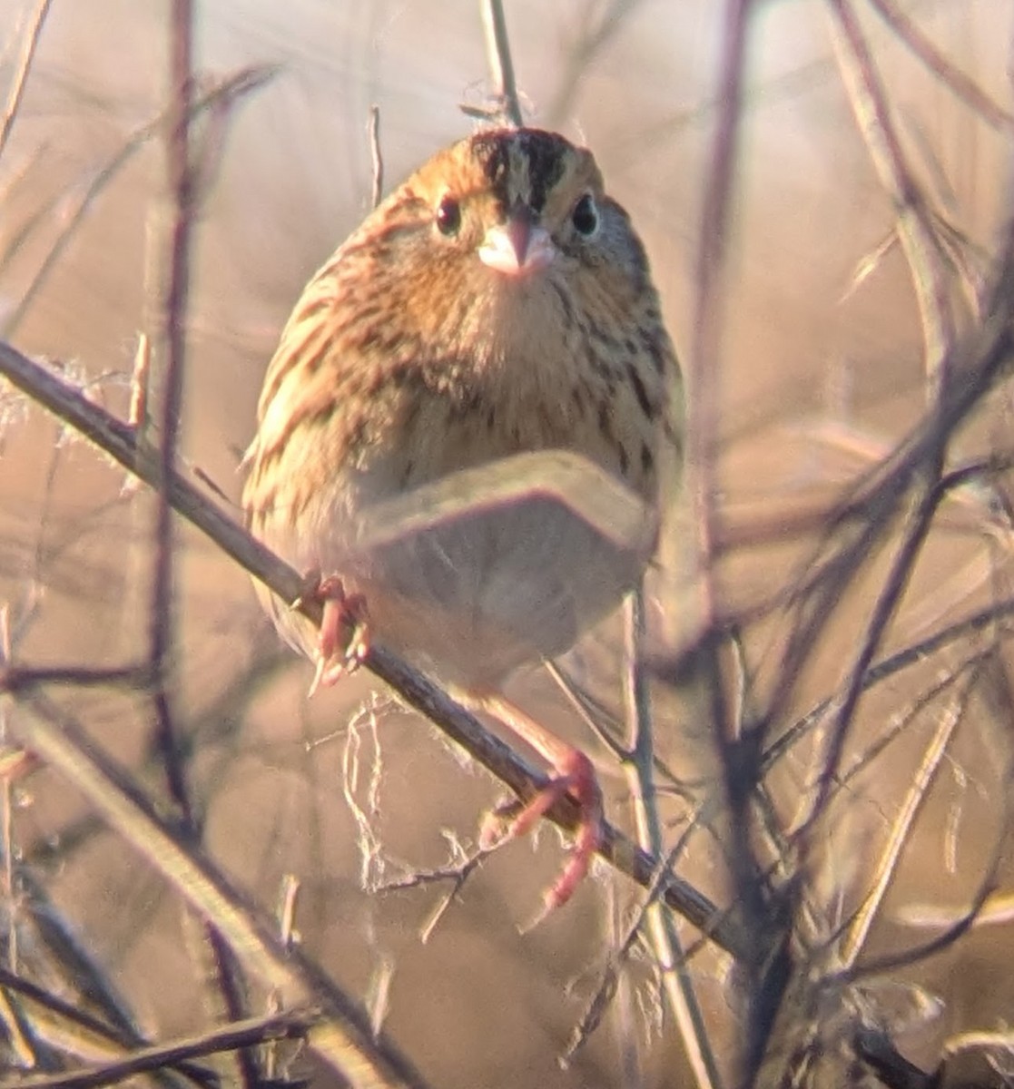 LeConte's Sparrow - ML644646851