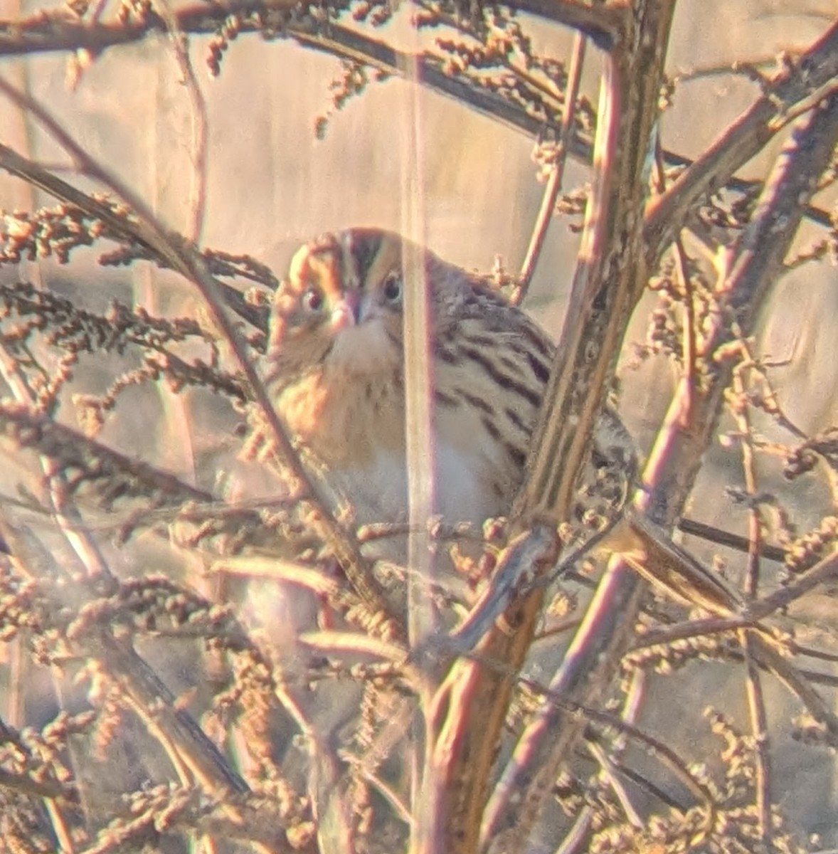 LeConte's Sparrow - ML644646852