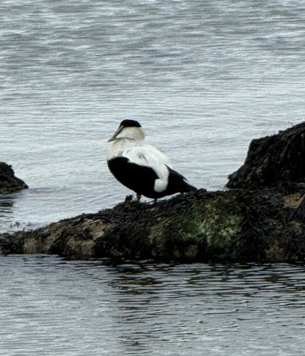 kajka mořská - ML644646855