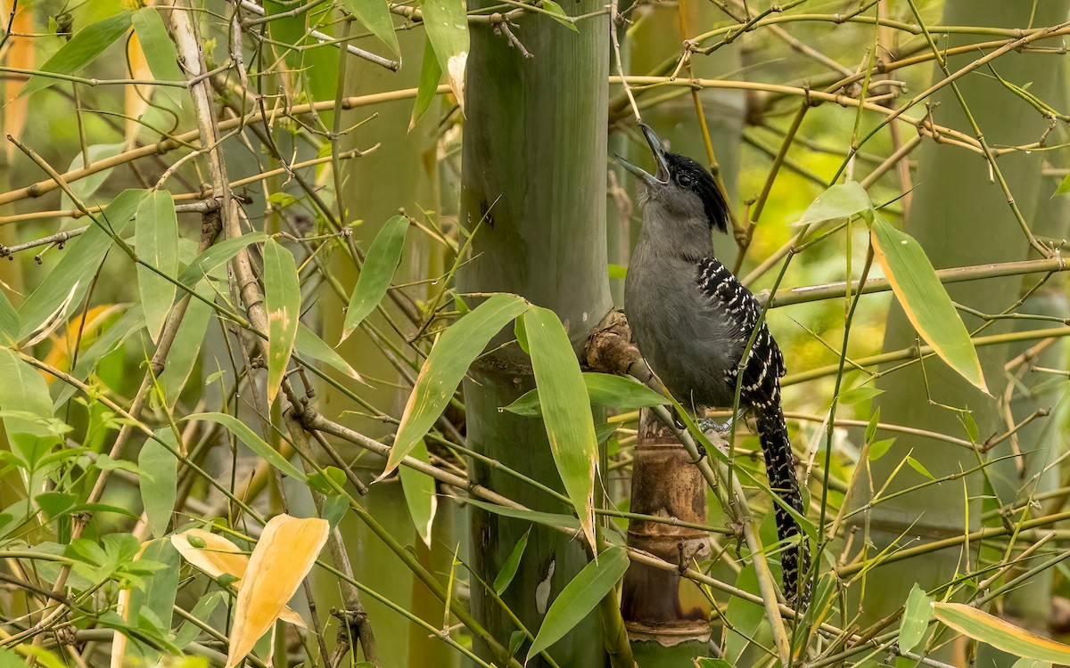 Giant Antshrike - ML644646857