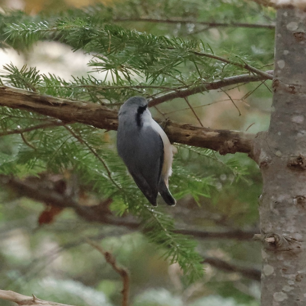 Eurasian Nuthatch - ML644646859