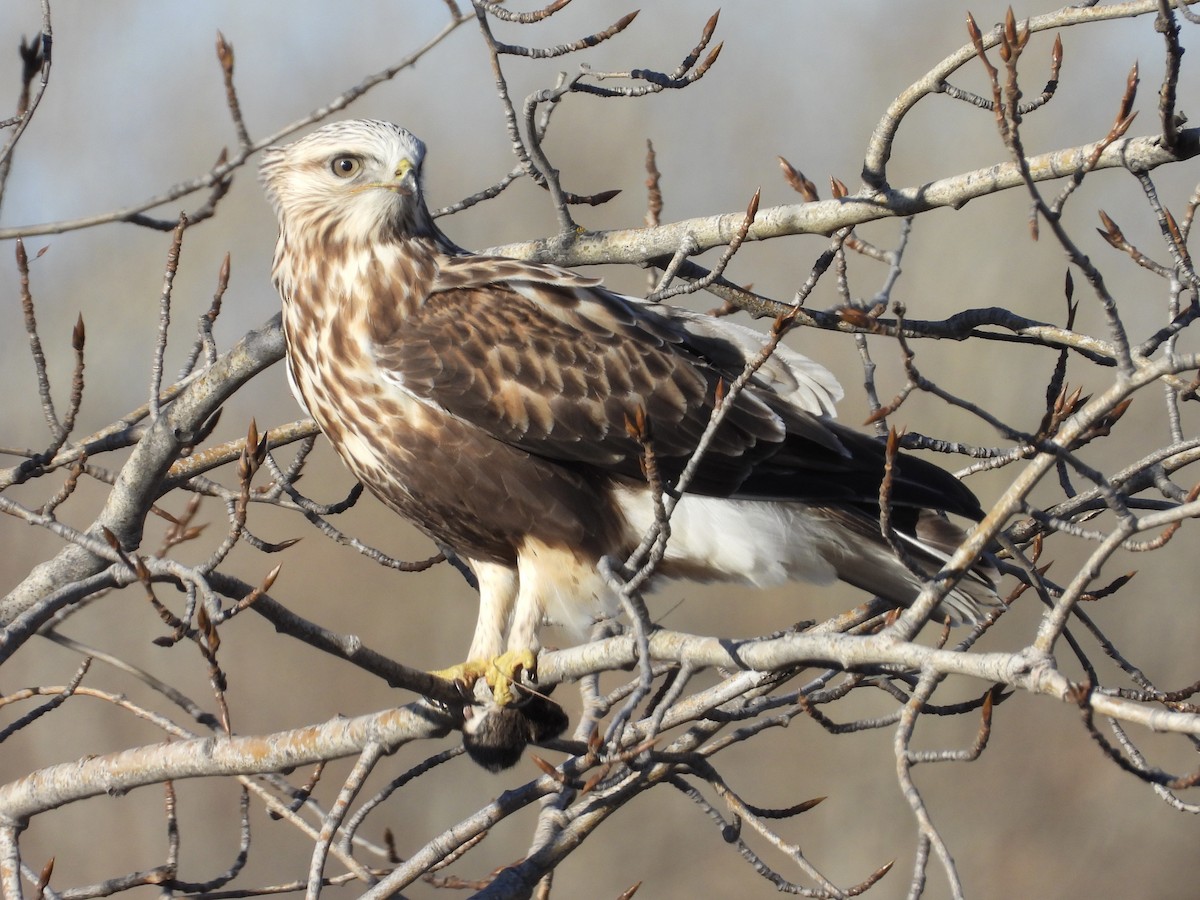 Rough-legged Hawk - ML644646860