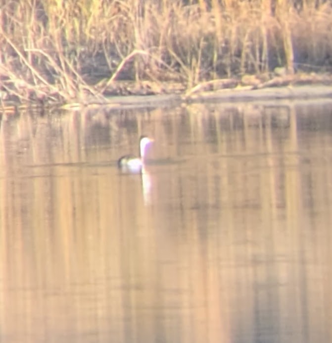 Western Grebe - ML644646866