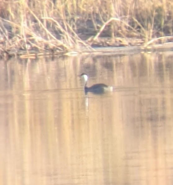 Western Grebe - ML644646867