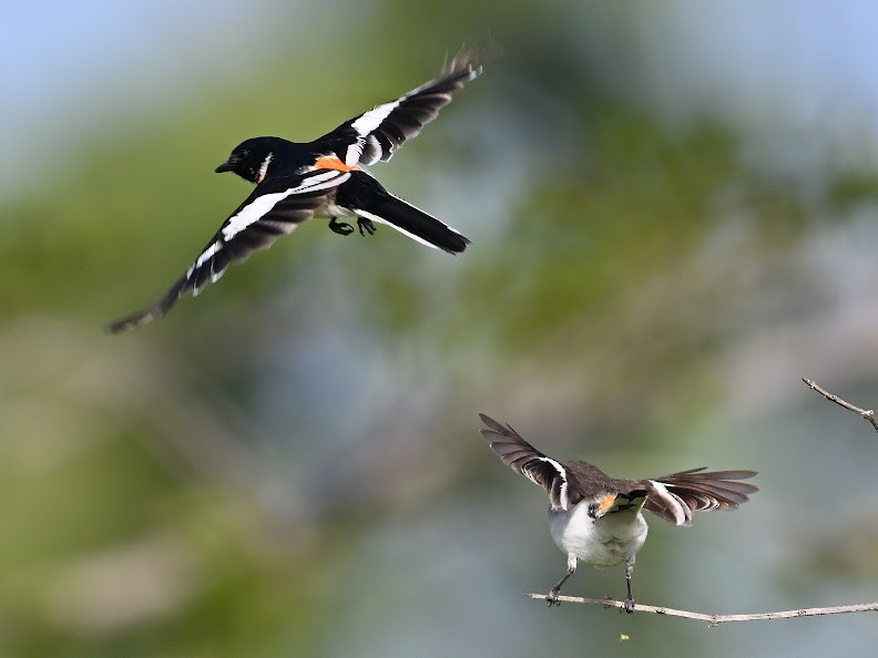 White-bellied Minivet - ML644646870