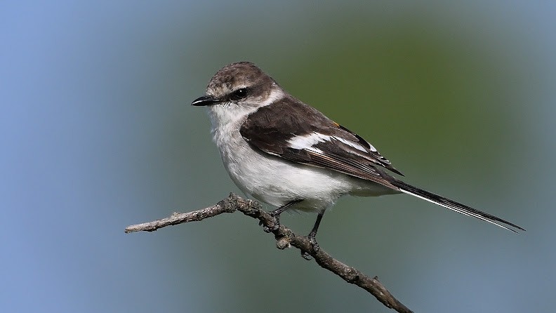 White-bellied Minivet - ML644646871