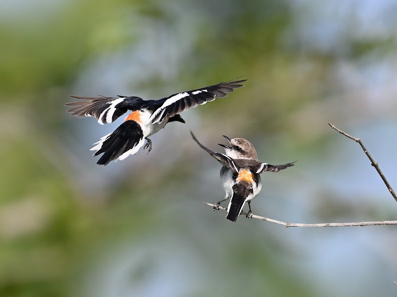 White-bellied Minivet - ML644646872