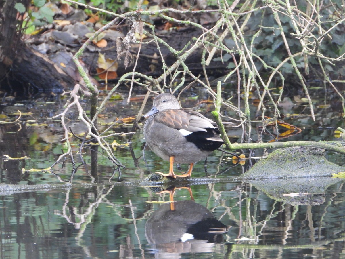 Gadwall - ML644646874