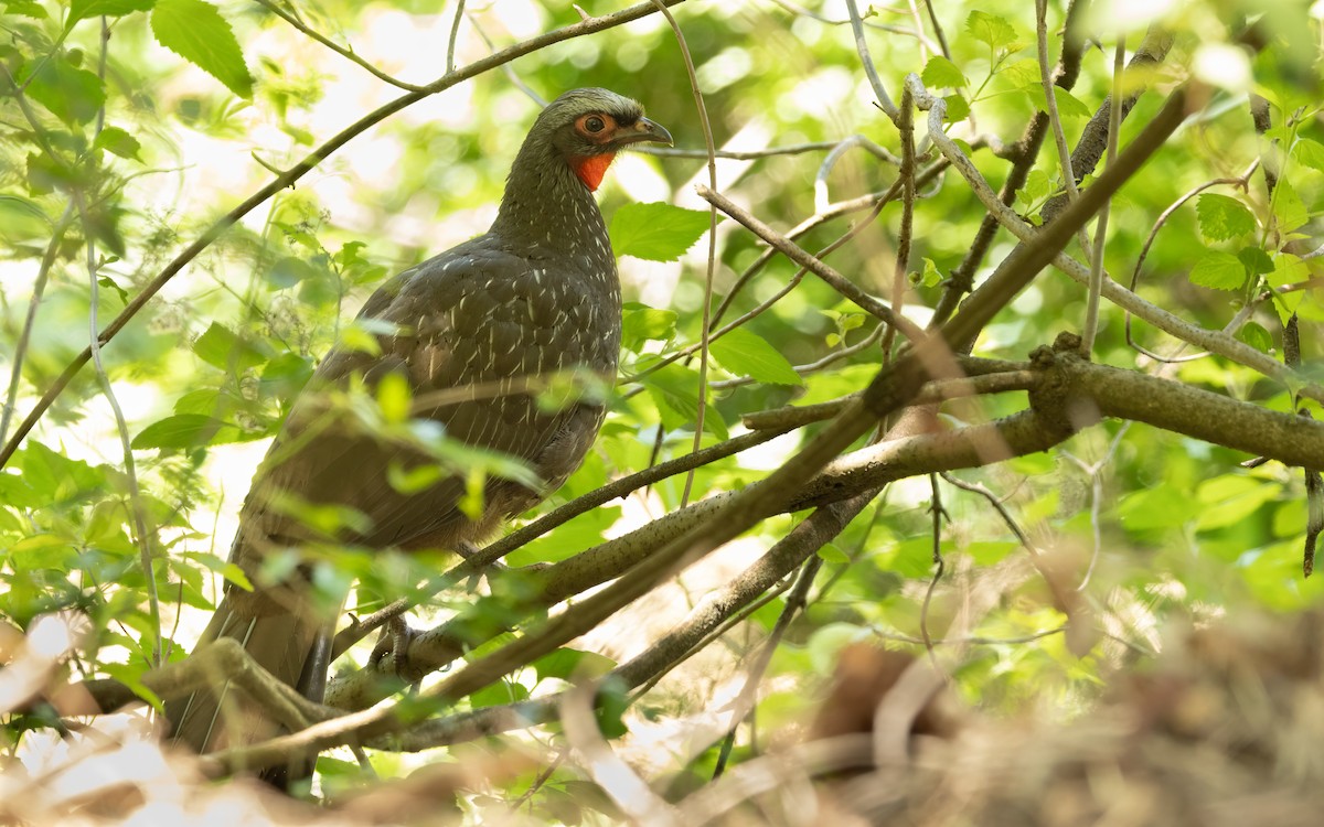 Red-faced Guan - ML644646886