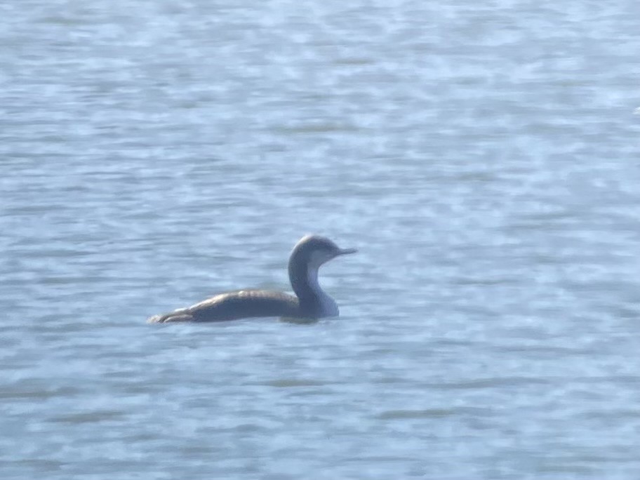 Pacific Loon - ML644646896