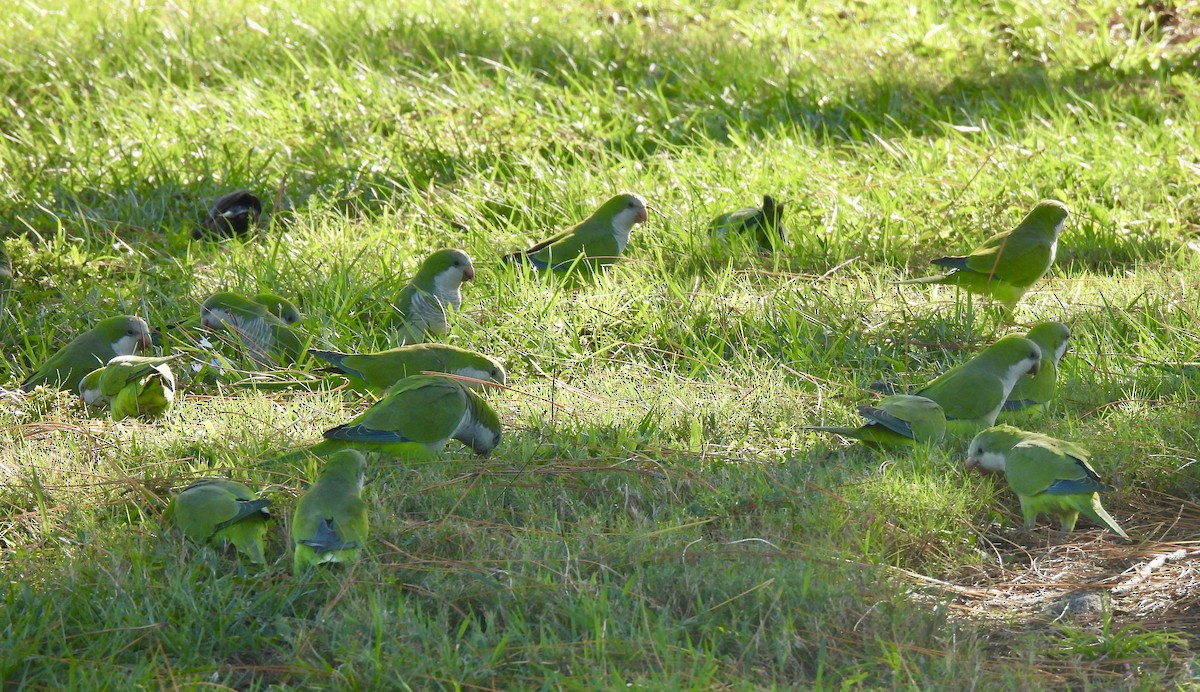 Mönchssittich - ML644646935