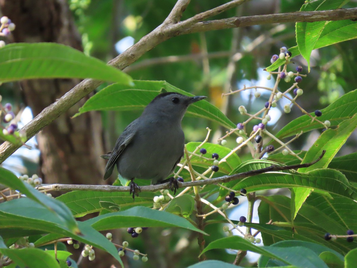 drozdec černohlavý - ML644646940