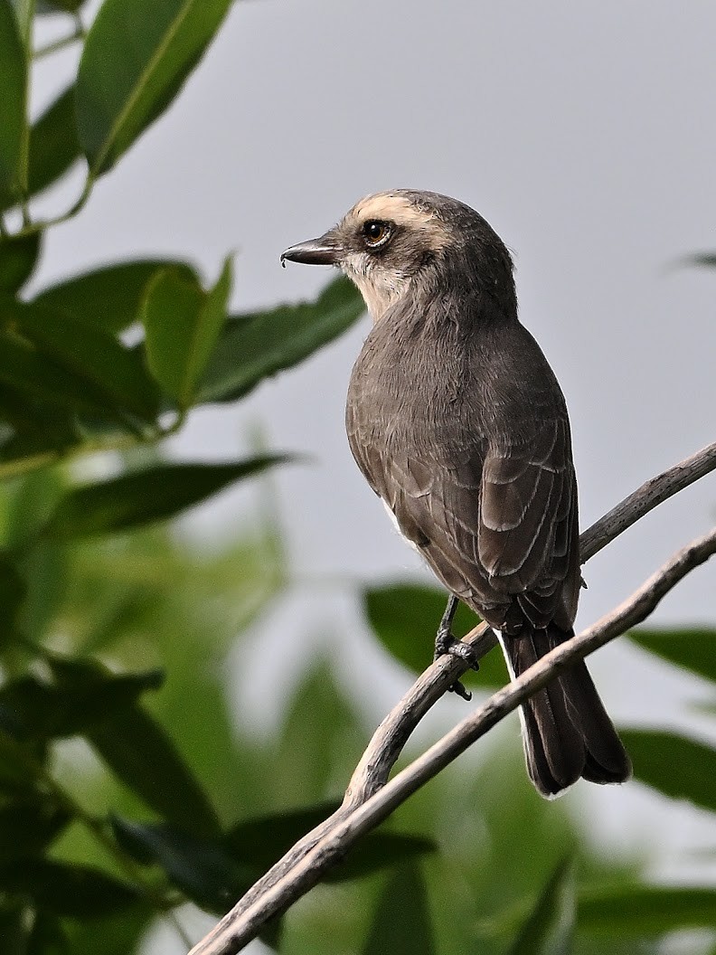 Common Woodshrike - ML644646947
